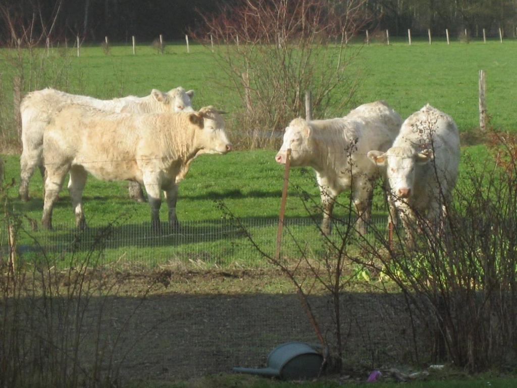 Au Jardin Fleuri Vila Vauxaillon Exterior foto