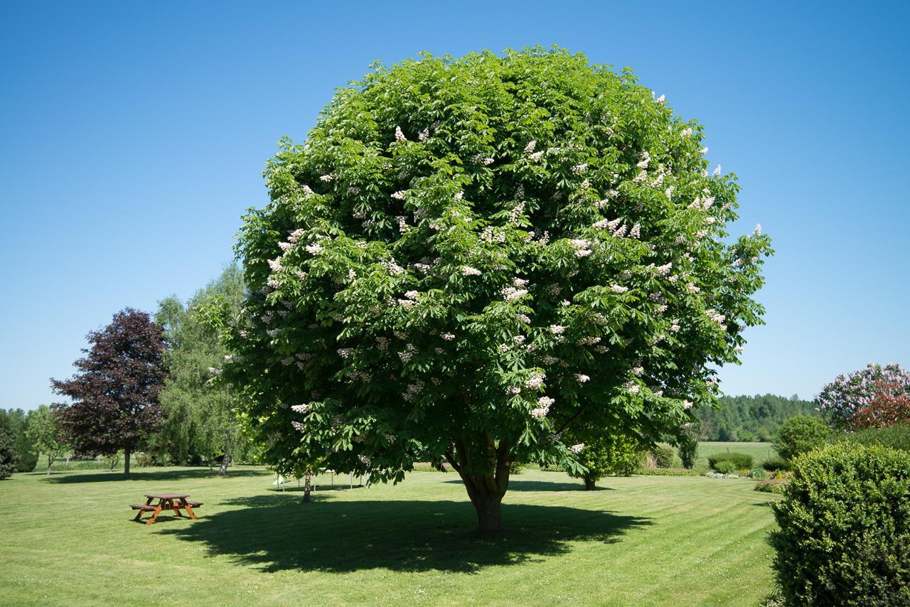 Au Jardin Fleuri Vila Vauxaillon Exterior foto